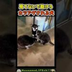 アライグマにカツアゲされる犬😂【虚無犬】 #犬 #dog(YouTube)