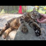 スズメバチの巣の近くでのんきにお昼寝する猫達(YouTube)