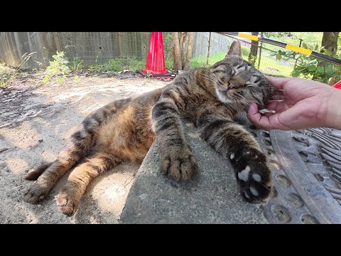 スズメバチの巣の近くでのんきにお昼寝する猫達(YouTube)