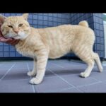 島の港の外れにあるコワーキングスペースの日陰で休んでいるとこの辺りを仕切る茶トラ猫が若手を引連れてやってきた(YouTube)
