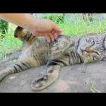 キジトラ猫と一緒に階段を登って海辺の神社へ涼みに行く(YouTube)