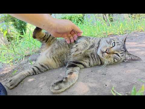 キジトラ猫と一緒に階段を登って海辺の神社へ涼みに行く(YouTube)