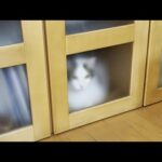 お父さんのラーメン置き場で立て籠もる猫(YouTube)