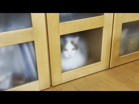 お父さんのラーメン置き場で立て籠もる猫(YouTube)