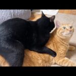 大好きすぎる兄猫に何度も何度もぎゅーしちゃう猫(YouTube)