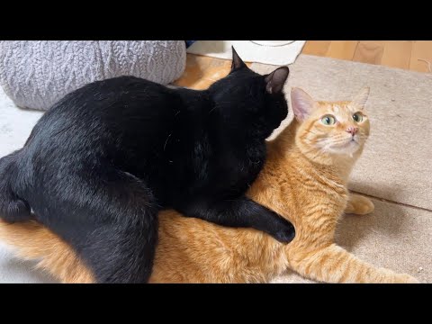 大好きすぎる兄猫に何度も何度もぎゅーしちゃう猫(YouTube)