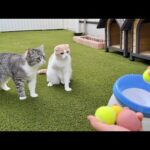 庭でボールを発射してみたら猫たちが大興奮でこうなっちゃいましたwww(YouTube)