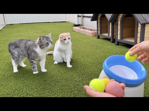 庭でボールを発射してみたら猫たちが大興奮でこうなっちゃいましたwww(YouTube)