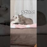 仲良くしてると思ったら…w #shorts(YouTube)