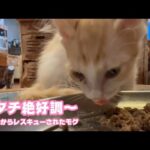 アタチ絶好調～  泥の中からレスキューされたモグ   2025 07 04 1(YouTube)