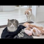 脱いだ服を放置したら何分で猫たちが集まってくるのか検証したらまさかのこうなりましたw(YouTube)