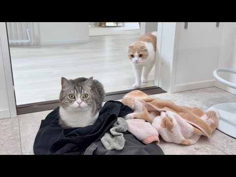 脱いだ服を放置したら何分で猫たちが集まってくるのか検証したらまさかのこうなりましたw(YouTube)