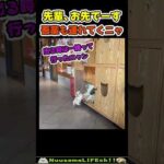 お前だけ売れるの許さニャい😂【犬猫】 #犬 #dog #猫 #cat(YouTube)