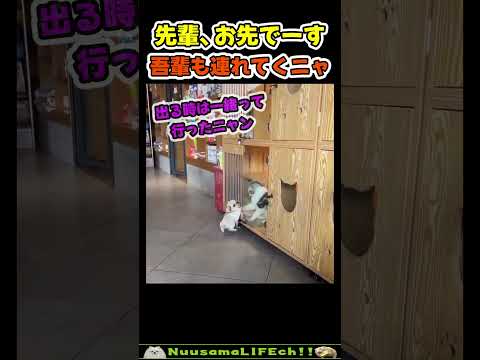 お前だけ売れるの許さニャい😂【犬猫】 #犬 #dog #猫 #cat(YouTube)