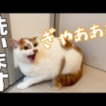 今回も怪獣になってシャンプー頑張ります！！(YouTube)
