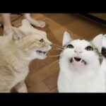 目の前で口を大きく開けてニャーとおねだりする猫(YouTube)