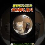 犬の押し売り販売😂【プロ犬】 #犬 #dog(YouTube)