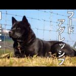 【甲斐犬】瑞稀くんのお礼と報告 後半フードアグレッシブ改善方法について(YouTube)