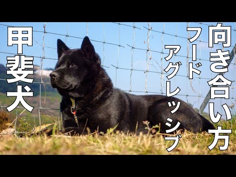 【甲斐犬】瑞稀くんのお礼と報告 後半フードアグレッシブ改善方法について(YouTube)