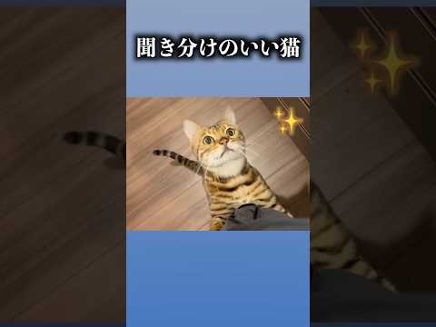 聞き分けの良いネコ　#ルトロゼ #cat #ベンガル(YouTube)