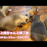 ママと姉ちゃんと腹ペコ団  泥の中からレスキューされたモグ  2025 07 20 1(YouTube)