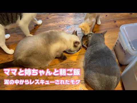 ママと姉ちゃんと腹ペコ団  泥の中からレスキューされたモグ  2025 07 20 1(YouTube)