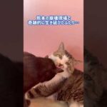 譲渡会用の告知動画ですが、この子達の記録を残したくUPしました。(YouTube)