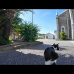 隠れキリシタン猫(YouTube)