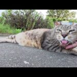 ベロを出したおじいちゃん猫をモフるとヘソ天ポーズになった(YouTube)