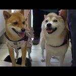 実家の柴犬が落ち込んでると聞いて‥様子を伺ったら、こうなる。(YouTube)