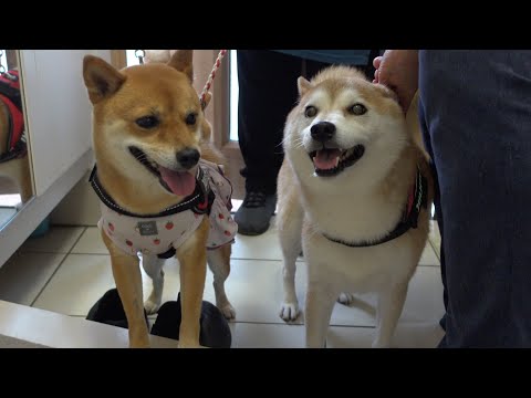 実家の柴犬が落ち込んでると聞いて‥様子を伺ったら、こうなる。(YouTube)