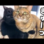 姉猫たちが甘えん坊になっていても黒猫くんは変わらず忙しい日々を過ごしています！(YouTube)