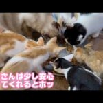 と～さんの安堵は食べてくれること  チビーズ少し安定してきました   2025 07 18 2(YouTube)