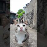 猫の関所に遭遇！「ナデナデしないと通れませんニャ」(YouTube)