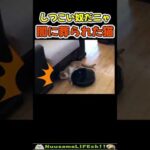 闇に葬られたネコ😂 【お掃除される猫】#猫(YouTube)
