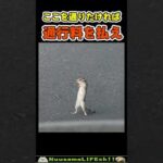 通行料をせびるリス😂【おもしろ動物】 #funny #funnyanimals(YouTube)