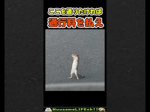 通行料をせびるリス😂【おもしろ動物】 #funny #funnyanimals(YouTube)