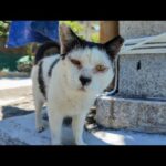 神社の前の石段に座っていたら猫がトコトコ歩いてきて隣に座ってきた(YouTube)