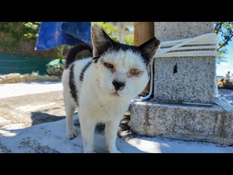 神社の前の石段に座っていたら猫がトコトコ歩いてきて隣に座ってきた(YouTube)