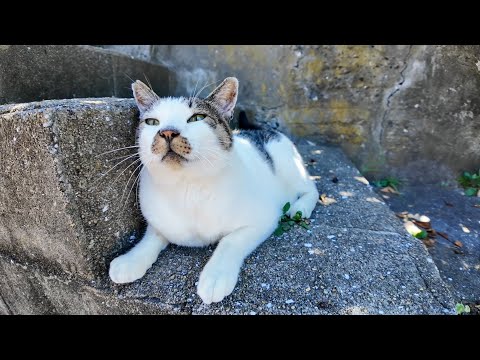 撫でられるために階段に上る猫島の猫がかわいすぎる(YouTube)