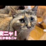 大変ニャ！  何か来るニャ   2025 07 17 1(YouTube)
