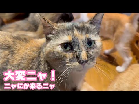 大変ニャ！  何か来るニャ   2025 07 17 1(YouTube)