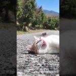 坂道の途中で寝ていた猫がかわい過ぎる(YouTube)
