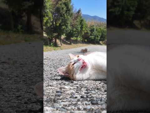 坂道の途中で寝ていた猫がかわい過ぎる(YouTube)