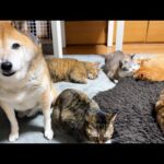 優しい柴犬の周りにはいつも猫たちが集まっています(YouTube)