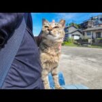 【人懐っこすぎ注意】湯島で港に座ったら猫が猛ダッシュで寄ってきた件🐾💨(YouTube)
