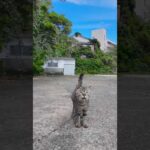 猫島の港で出会った猫たちと防波堤まで散歩する(YouTube)