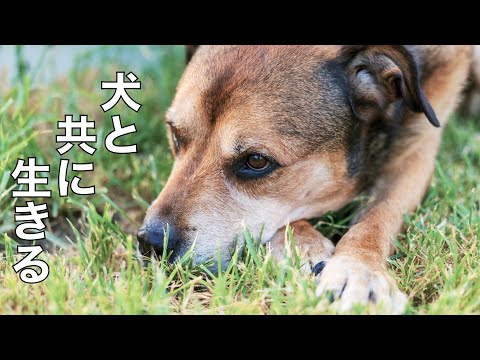 【ライブ】犬と共に生きる！ 19時より配信(YouTube)