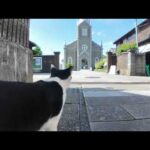 潜伏キリシタン猫!? 神聖すぎるミサへの道に密着してみた🐱✨(YouTube)