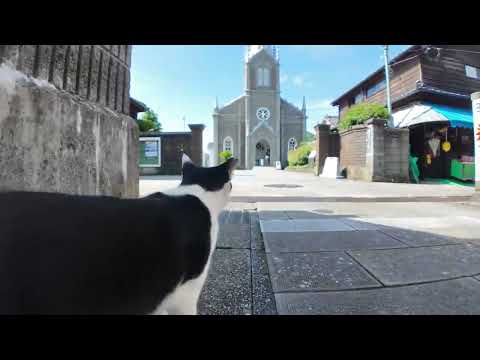 潜伏キリシタン猫!? 神聖すぎるミサへの道に密着してみた🐱✨(YouTube)